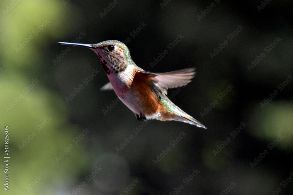 Fototapeta premium female hummingbird in flight