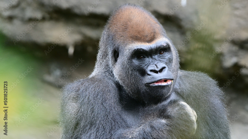 An inquisitive gorilla
