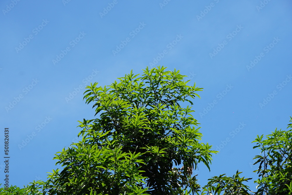 Fototapeta premium Tree tops and clear sky