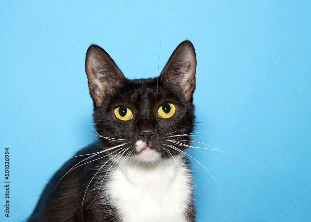 Close up portrait of an adorable black and white tuxedo cat with long ears looking directly at viewer with golden yellow eyes. Blue background.