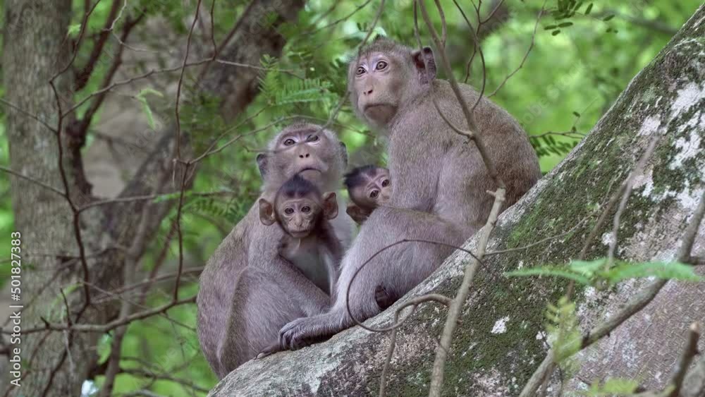 The crabeater macaque (Macaca fascicularis) or Javan macaque is a