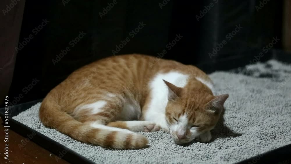 the ginger cat relax,sleep and clean the ginger cat relax,sleep and clean