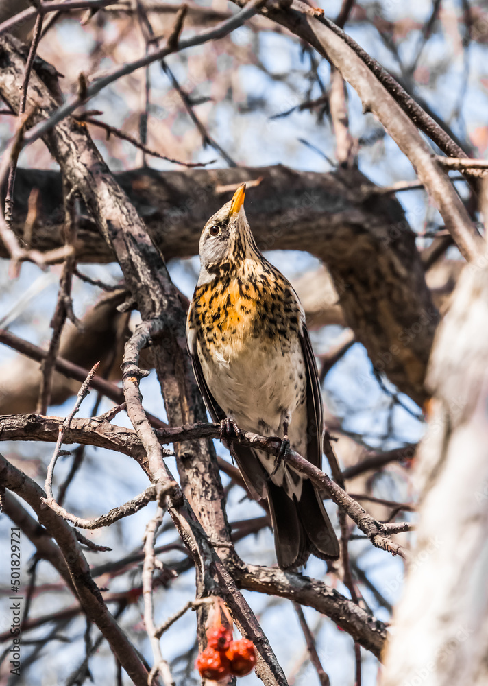 Fototapeta premium red tailed hawk