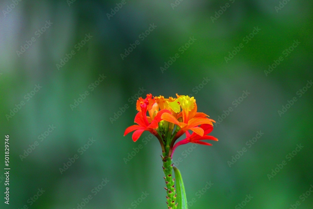 planta flor orquídea - orchidaceae planta flor orquídea - orchidaceae