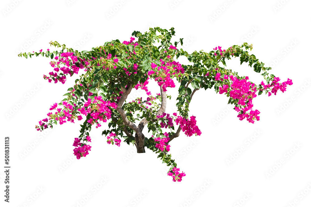 pink flower isolated include path pink flower isolated include path