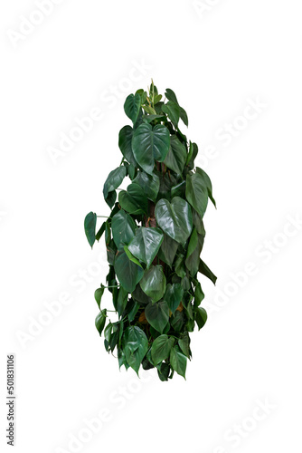 Wallpaper Mural green plant isolated include path Torontodigital.ca