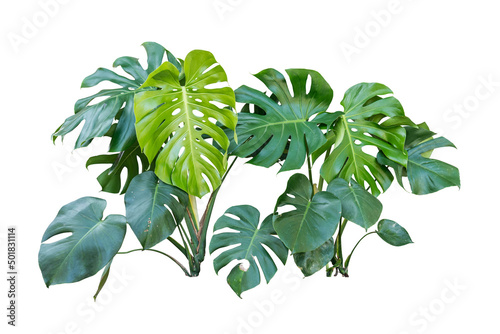 monstera leaf isolated include path
