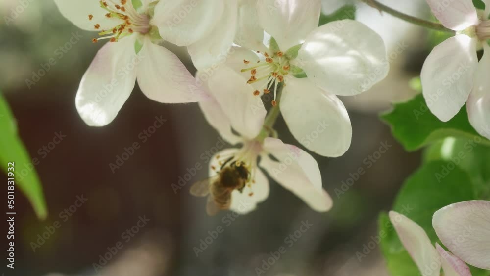 an ordinary bee collects pollen on blossoming flowers of an apple tree an ordinary bee collects pollen on blossoming flowers of an apple tree