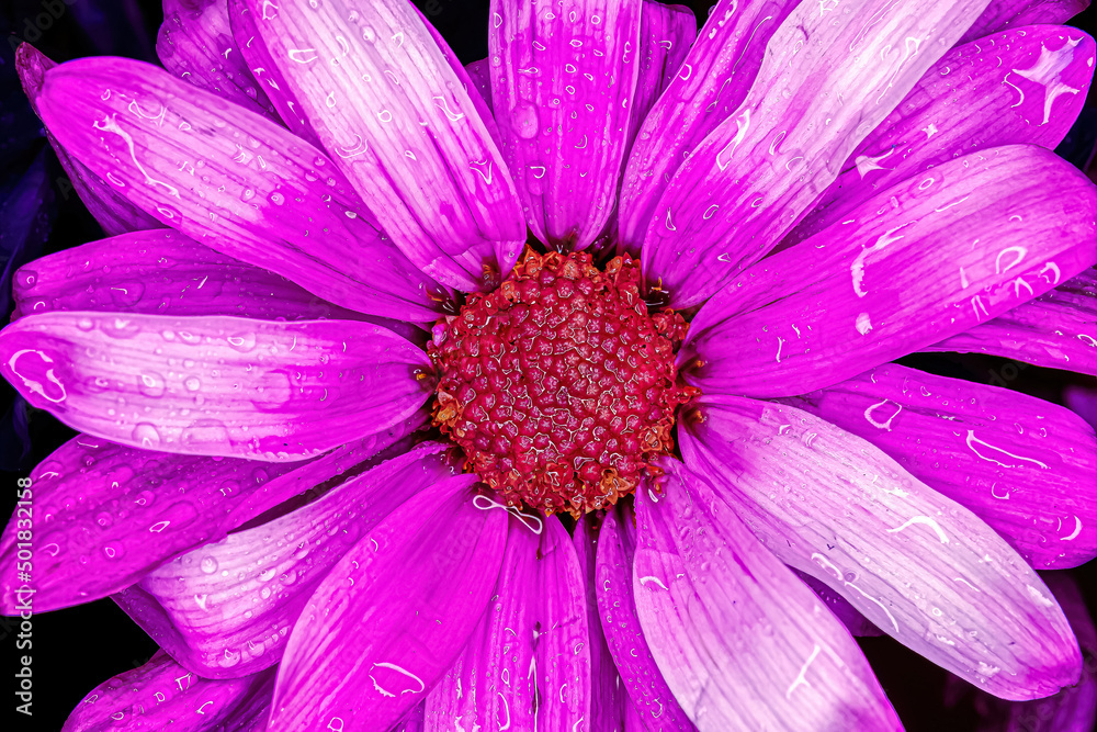 Vibrant purple colored daisy up close Vibrant purple colored daisy up close