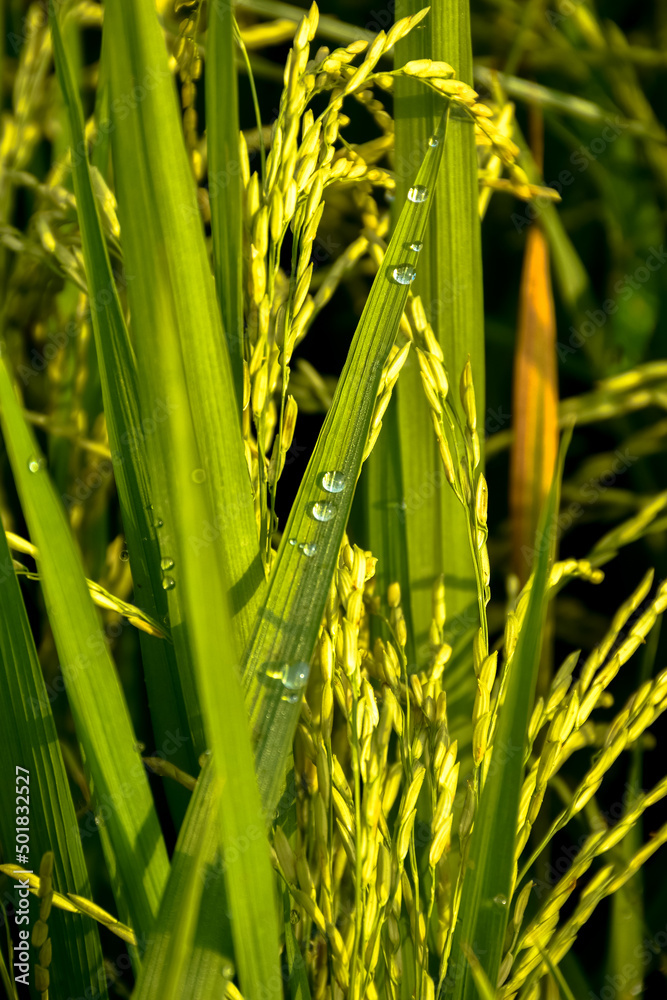 Obraz premium Large beautiful drops of transparent dew on a green leaf. Drops of dew in the morning glow in the sun. Beautiful leaf texture in nature. Natural background.