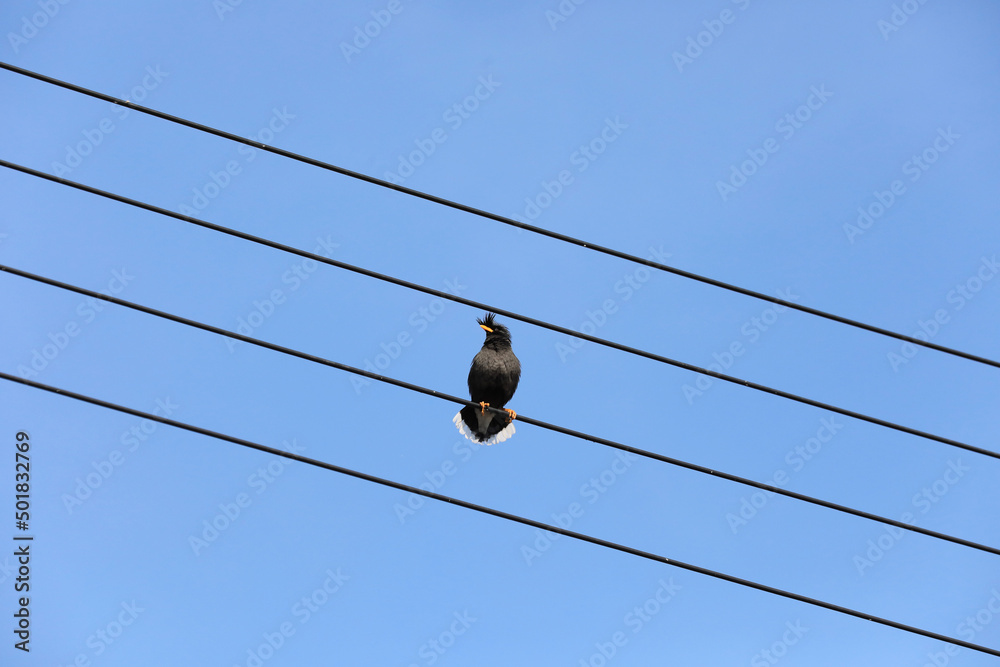 Obraz premium Common Myna perched on the electric wire