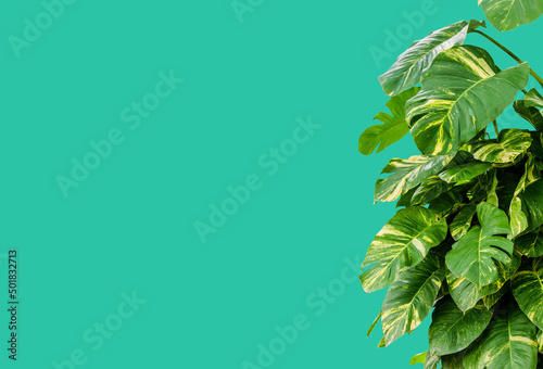 green plant green background