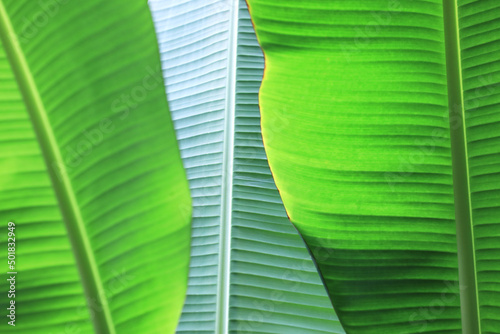 Green banana leaf background (Selective focused)