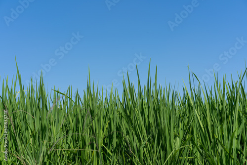 Rice field in local area of Thailand. View of Young rice sprout ready to growing in the rice field. rice seedlings growing in the field