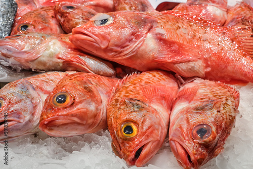 Red scorpionfish for sale at a market in Barcelona, Spain photo