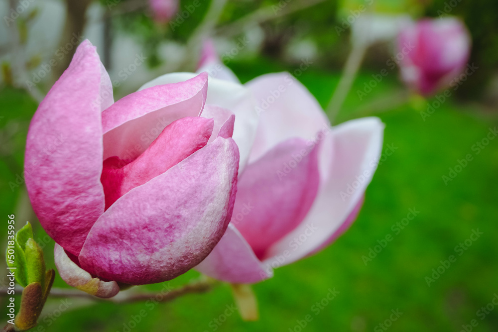 Spring magnolia flower in botanical garden close up. blooming tree - beautiful blossomed magnolia branch in spring - magnolia flower. High quality photo Spring magnolia flower in botanical garden close up. blooming tree - beautiful blossomed magnolia branch in spring - magnolia flower. High quality photo