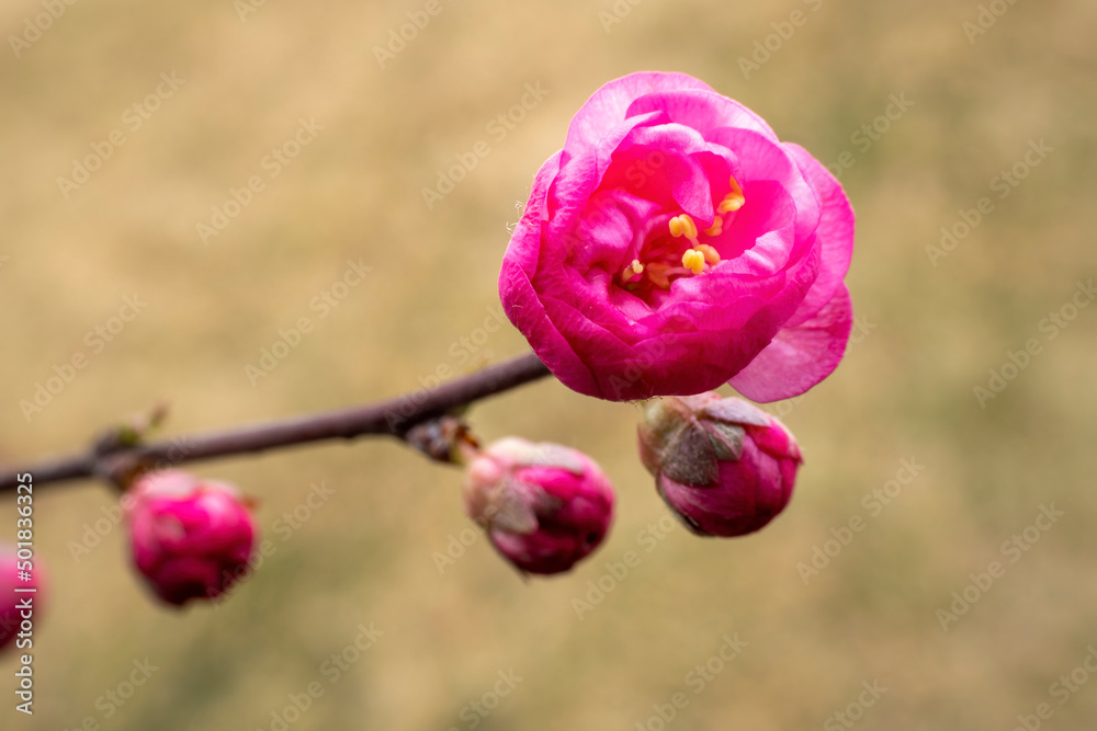 Beautiful elm leaf plum flowers in a park, North China