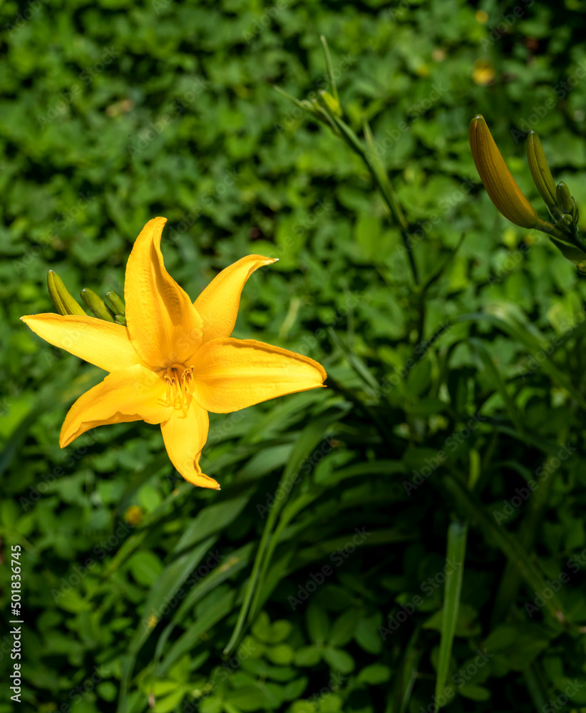 Yellow Tropical Flower with Green Leaf Background. Yellow Tropical Flower with Green Leaf Background.