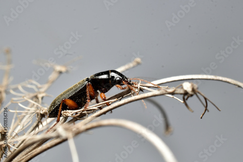 Small black beetle sits on a dry flower. photo