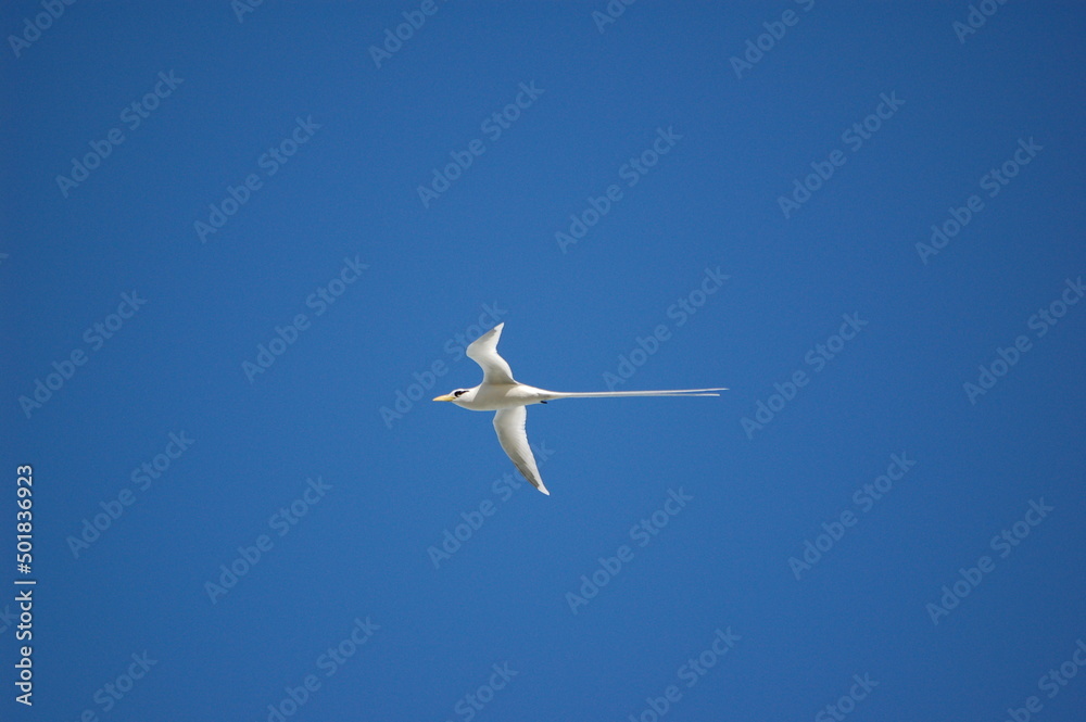 white seagull with long tail symbol of mauritius white seagull with long tail symbol of mauritius