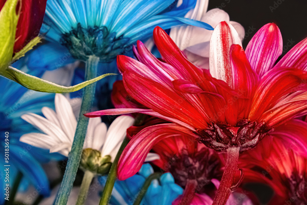 Colorful stems to different colored daisies