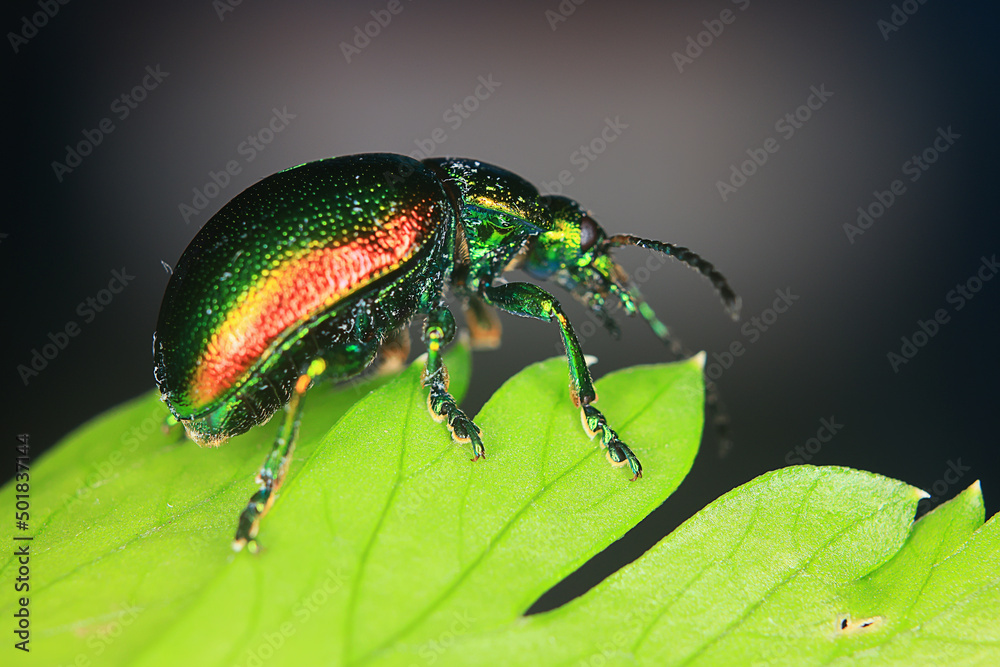 Naklejka premium macro small beetle nature insect garden