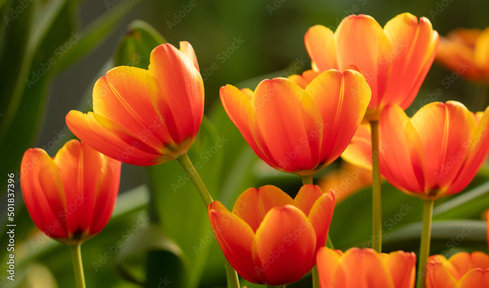 Fototapeta premium Beautiful yellow-red tulip flower in nature.