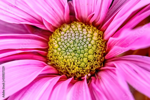 Close up of a pink daisy