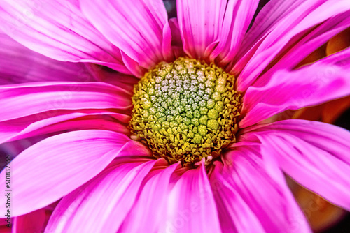 Close up of a pink daisy
