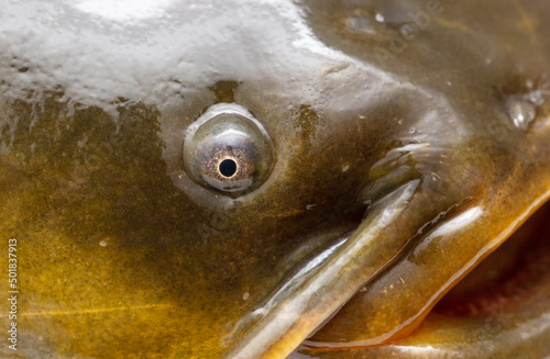 The eye of a fish.