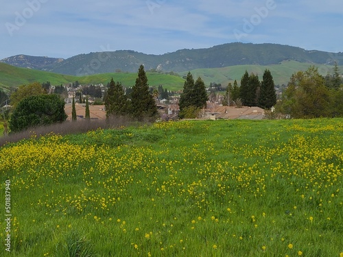 Wild Mustard blooming in the hills, San Ramon, California