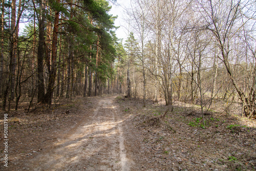 Dirt road in the forest in spring.