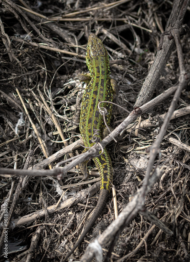 Green lizard on the ground in spring. Green lizard on the ground in spring.