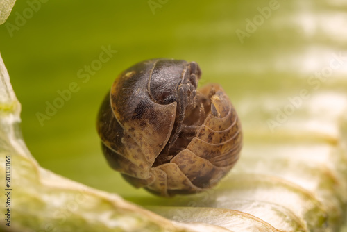 Ball pillworm curls her body to avoid natural enemies in the wild, North China