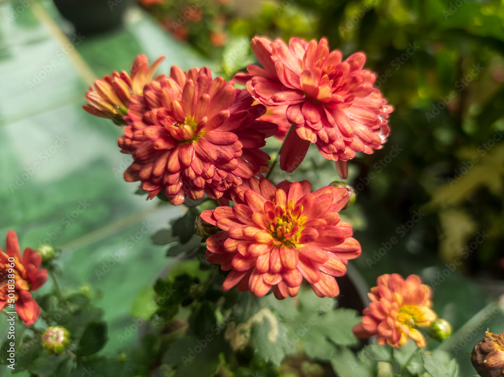 Beautiful orange Chrysanthemum Morifolium flower Beautiful orange Chrysanthemum Morifolium flower