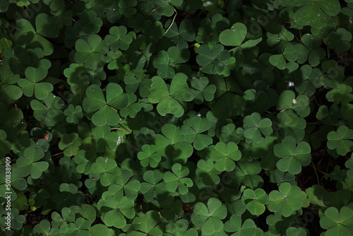 st. patrick's green background grass leaves ireland spring