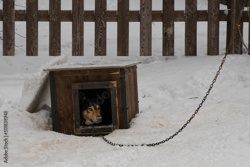A Dog in a Doghouse on a Snowy Day