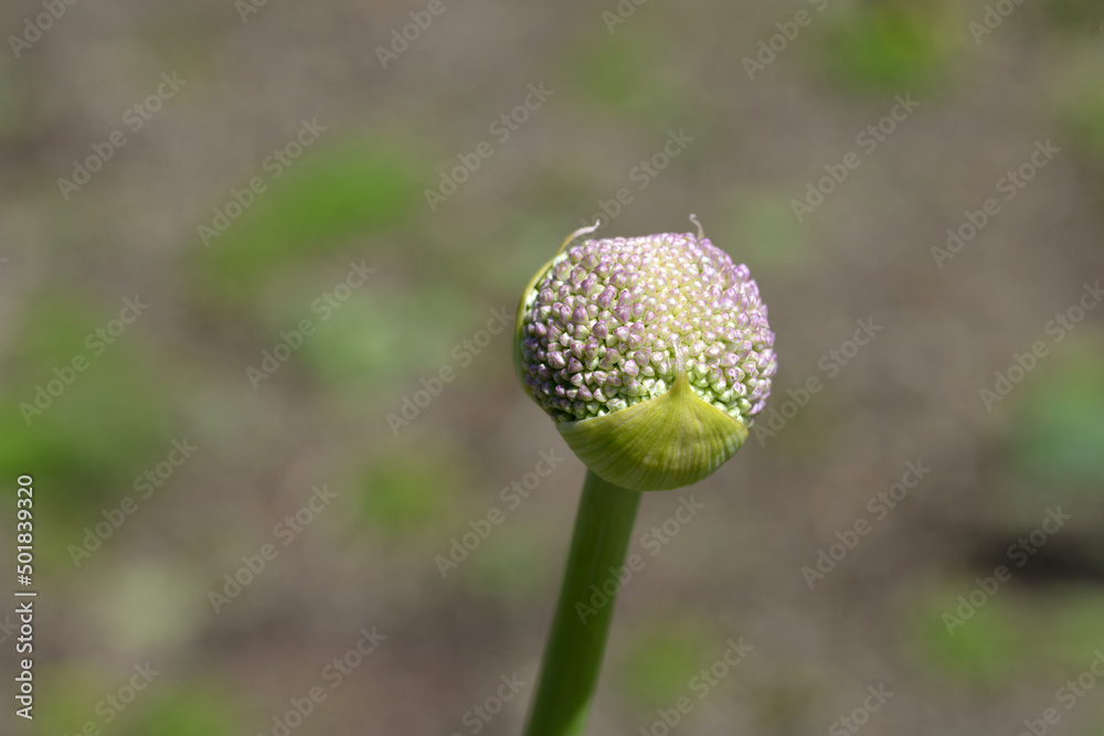 アリウム ギガンチウムの蕾 Stock Photo Adobe Stock アリウム ギガンチウムの蕾 Stock Photo Adobe Stock