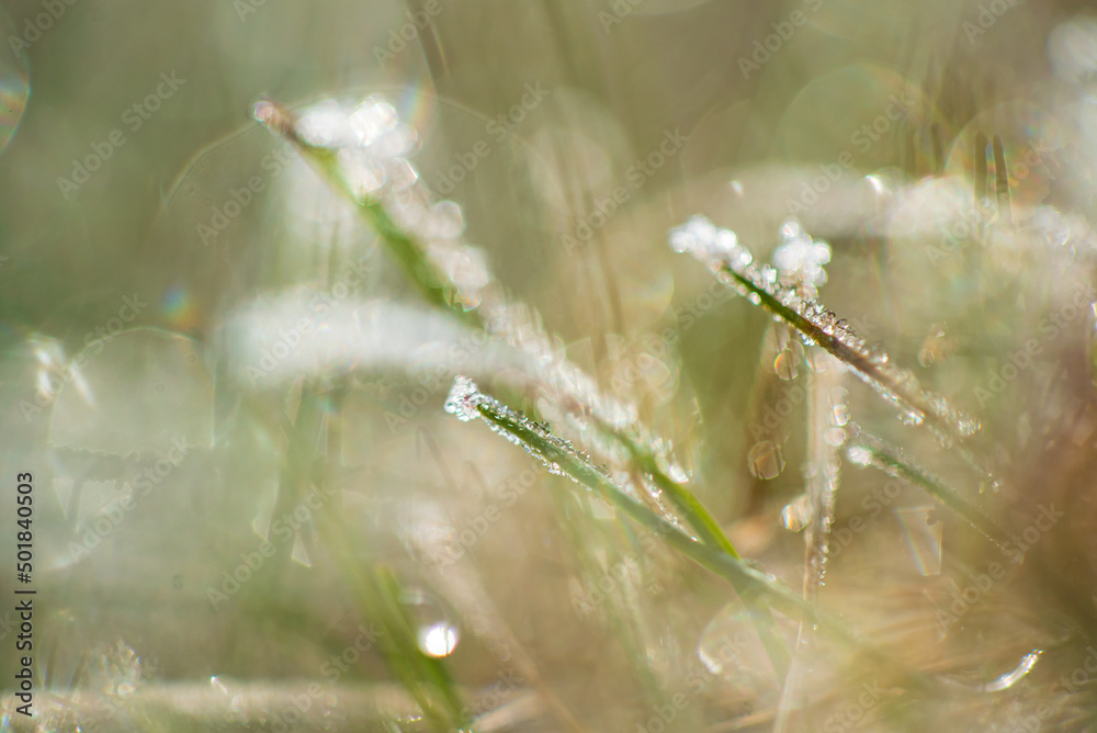 Frozen grass close up. Nature background. Frozen grass close up. Nature background.