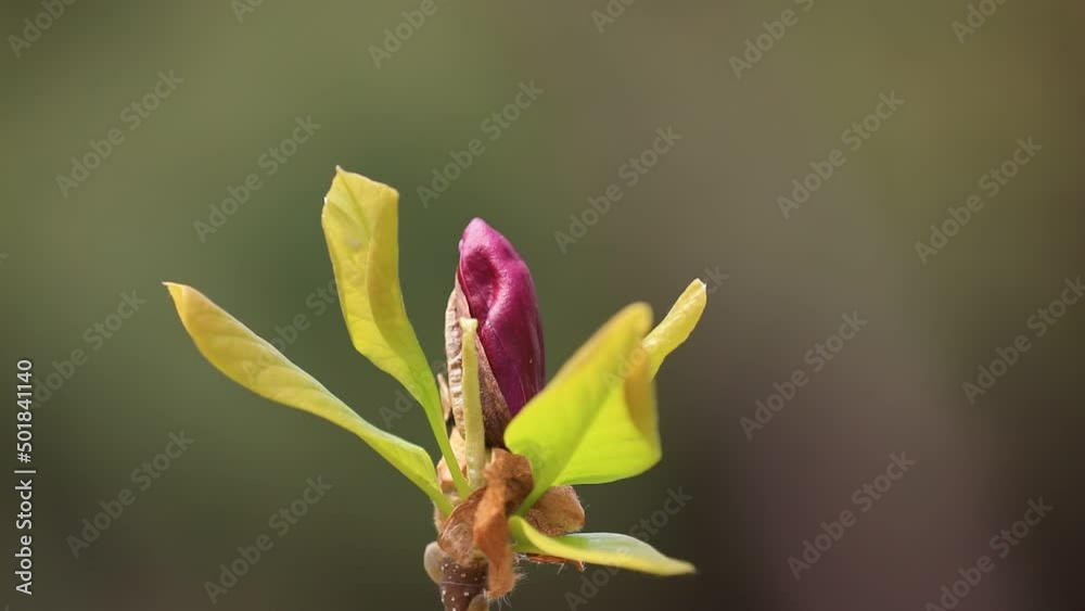 Beautiful magnolia flowers are in a botanical garden, North China Beautiful magnolia flowers are in a botanical garden, North China