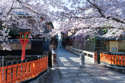 京都祇園白川の桜