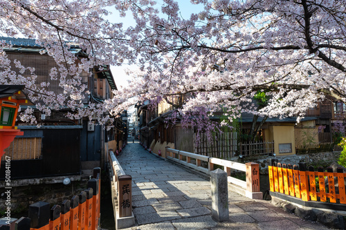 京都祇園白川の桜