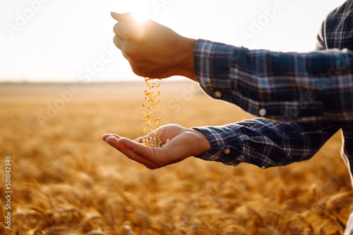 Farmers hands pour grain into field from hand to hand. Agriculture, organic gardening, planting or ecology concept.