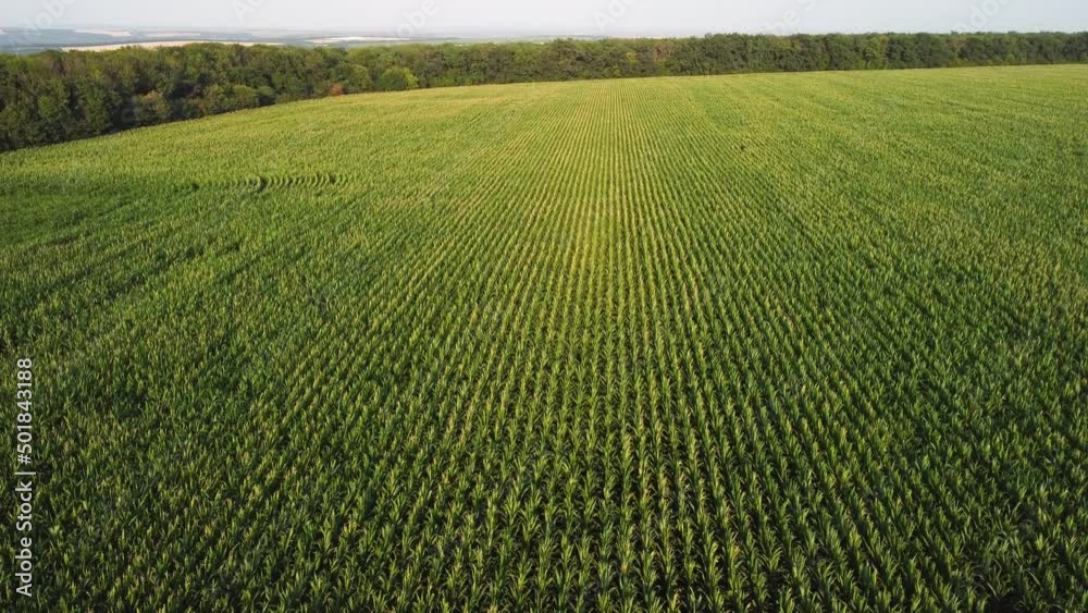 young corn in the field aerial view. video from a quadrocopter