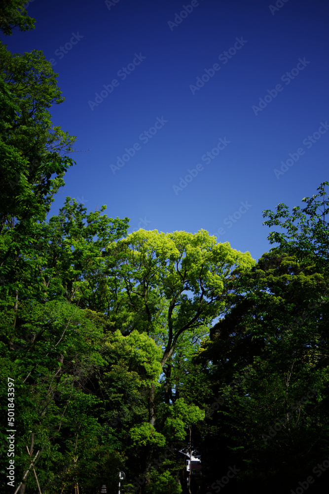 Fototapeta premium 新緑と緑の葉