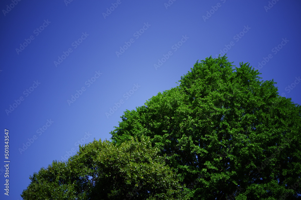 青空と樹木