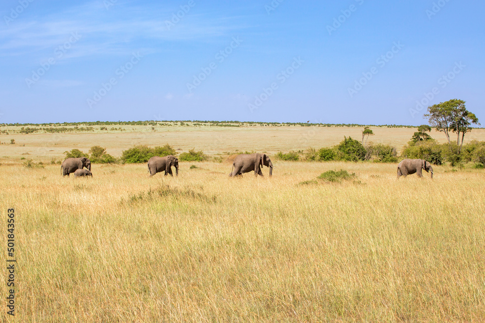 Elephants walking on the savannah in Africa Elephants walking on the savannah in Africa
