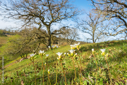 Meadow with blooming Meadow saxifrage in spring