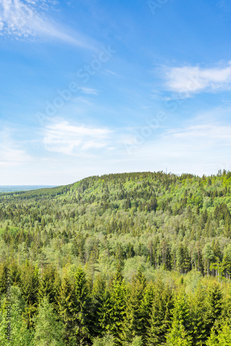 View of a forest landscape in the wilderness