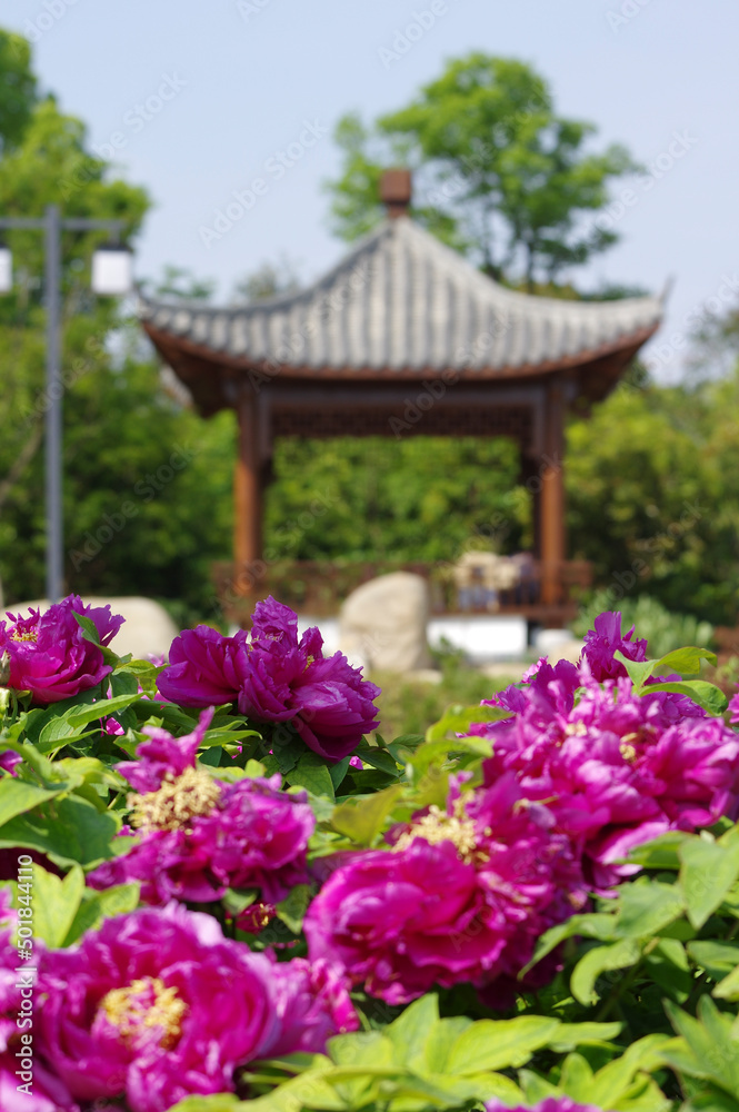 Early spring scenery of East Lake Peony Garden in Wuhan, Hubei Early spring scenery of East Lake Peony Garden in Wuhan, Hubei